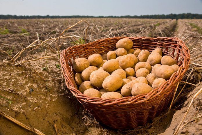 Certificació ecològica a Espanya: Qui acredita que un producte és ecològic-biològic-orgànic? La certificación ecológica en España: ¿Quién acredita que un producto es ecológico-biológico-orgánico?
