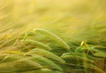 ¿Quién inventó la cerveza y la cebada? La EPO continúa otorgando patentes sobre reproducción convencional a pesar de la nueva regulación Who invented beer and barley? EPO continues to grant patents on conventional breeding despite new rules