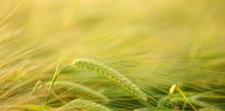 Who invented beer and barley? EPO continues to grant patents on conventional breeding despite new rules Who invented beer and barley? EPO continues to grant patents on conventional breeding despite new rules