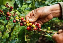 Quina quantitat de cafè al dia és òptima? ¿Qué cantidad de café al día es óptima? quantitat de cafè al dia òptima
