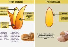 Cereales integrales vs. refinados Cereales integrales vs. refinados cereals integrals refinats