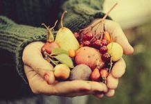 Fruites de tardor: antioxidants en tot el seu esplendor Frutas de Otoño