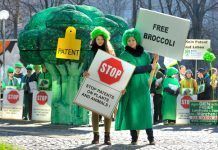 Éxito de la coalición contra las patentes sobre semillas: revocación de la “patente sobre brócoli cortado” de Baysanto free broccoli no patents on seeds (c) Thomas Einberger/argum Éxito de la coalición contra las patentes sobre semillas: revocación de la “patente sobre brócoli cortado” de Baysanto