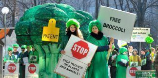 Success for coalition against patents on seeds: Baysanto “patent on severed broccoli” revoked free broccoli no patents on seeds (c) Thomas Einberger/argum Éxito de la coalición contra las patentes sobre semillas: revocación de la “patente sobre brócoli cortado” de Baysanto