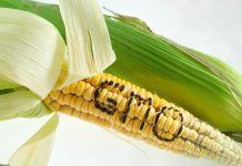 Estudio Séralini: La ciencia habla por sí sola Impacto socioeconómico de los transgénicos en la agricultura europea