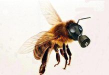España pondrá a las abejas en peligro si no respalda la guía europea para protegerlas de los plaguicidas España pondrá a las abejas en peligro si no respalda la guía europea para protegerlas de los plaguicidas