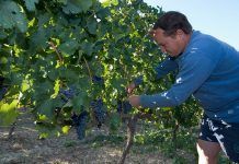 La vinya i el vi es fan ecològics La viña y el vino se hacen ecológicos vi ecològic vino ecológico