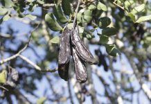 Sirope de Algarroba, propiedades y ventajas Sirope de Algarroba, propiedades y ventajas garrofers garrofa