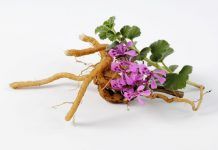 Raíz de Pelargonio para combatir el resfriado de forma rápida y saludable Raíz de Pelargonio para combatir el resfriado de forma rápida y saludable Arrel de Pelargoni