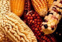 La FAO indica en un informe que el sistema agroalimentario se encuentra próximo al colapso La FAO indica en un informe que el sistema agroalimentario se encuentra próximo al colapso