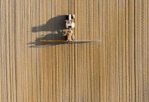 El monocultivo de soja se expande también en Europa como alimento de la ganadería industrial El monocultivo de soja se expande también en Europa como alimento de la ganadería industrial