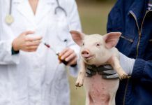 Resistència als antibiòtics provocada per la ramaderia Resistencia a los antibióticos provocada por la ganadería resistència als antibiòtics ramaderia