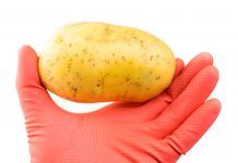 Patatas transgénicas, un riesgo innecesario Patatas transgénicas, un riesgo innecesario Patates transgèniques, un risc innecessari