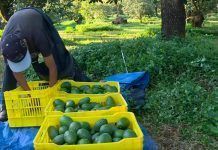 Consumo del aguacate y su impacto en el planeta Consum de l'alvocat i el seu impacte en el planeta Consumo del aguacate y su impacto en el planeta