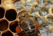 Les abelles continuen desprotegides davant els insecticides Las abejas siguen desprotegidas ante los insecticidas abelles insecticides La primavera silenciosa ha llegado: El presagio de Rachel Carson: La desaparición de las abejas