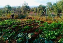 Alimentació agroecològica contra el canvi climàtic Alimentación agroecológica contra el cambio climático