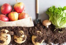 L’alimentació ecològica pot contribuir a complir els ODS L'alimentació ecològica pot contribuir a complir els ODS