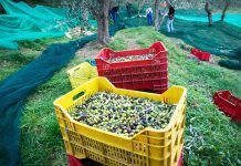 Què és la Agroecologia? El 7è Simposi de producció ecològica tractarà sobre les tendències i els reptes de la comercialització