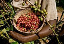 El mercado de productos sostenibles continúa expandiéndose Sustainable product market continues to expand