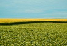 El movimiento BIO exige garantizar la trazabilidad de los nuevos OMG IFOAM demands immediate action to ensure the traceability of new GMOs