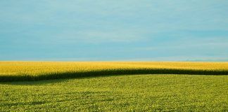 Organic movement demands immediate action to ensure the traceability of new GMOs IFOAM exigeix garantir la traçabilitat dels nous OMG