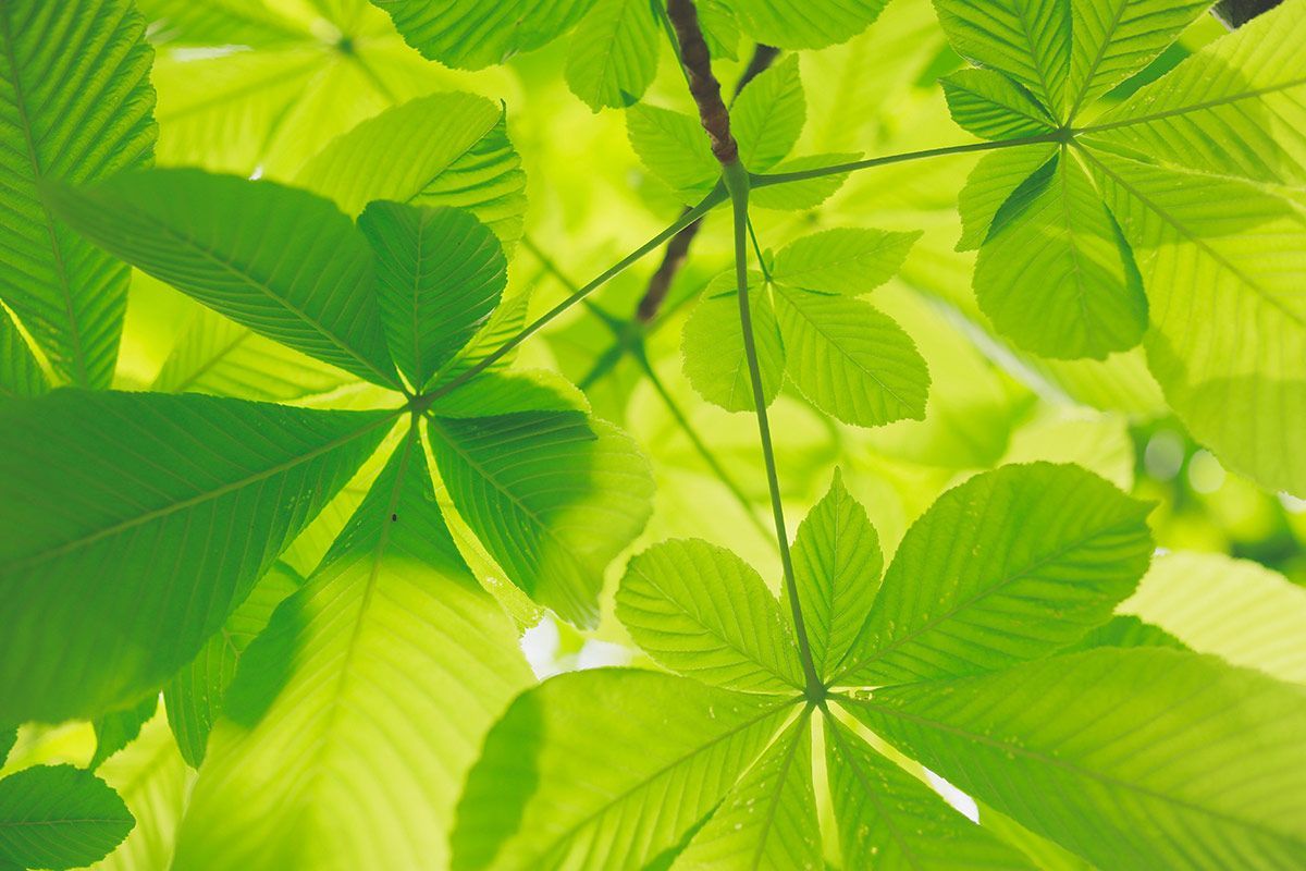 La comunidad Bio Emprendedores apuesta por el Green Friday