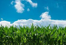 El movimiento BIO celebra la ambición del Pacto Verde Europeo El movimiento BIO celebra la ambición del Pacto Verde Europeo