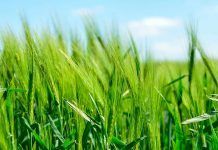 El movimiento BIO pide que la agroecología esté en el centro de la estrategia de la UE El movimiento BIO pide que la agroecología esté en el centro de la estrategia de la UE