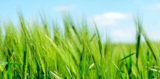 Organic movement calls for agroecology to be at the heart of the EU strategy Organic movement calls for agroecology to be at the heart of the EU strategy