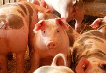 España no cumple el límite legal de emisiones tóxicas de amoniaco por las macrogranjas España no cumple el límite legal de emisiones tóxicas de amoniaco por las macrogranjas