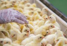 Consecuencias de la intensificación industrial del bienestar animal Consecuencias de la intensificación industrial del bienestar animal