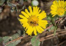 Descubre el poder de la grindelia para reducir la tos y la mucosidad Descubre el poder de la grindelia para reducir la tos y la mucosidad