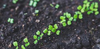 Global organic area continues to grow: Over 71,5 million hectares of farmland are organic Las tierras de cultivo ecológico se sitúan en más de 71,5 millones de hectáreas