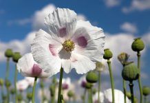 Opioides i Opiacis: llums i ombres Opioides i Opiacis: llums i ombres
