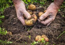 Ways to further improve the sustainability of agriculture system Ways to further improve the sustainability of agriculture system