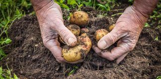 Ways to further improve the sustainability of agriculture system Ways to further improve the sustainability of agriculture system