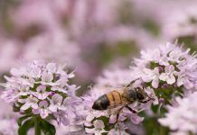 Cómo contribuir a la recuperación de las abejas con árboles y plantas melíferas/poliníferas Cómo contribuir a la recuperación de las abejas