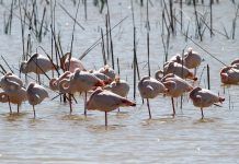 España, segundo país de la Unión Europea en infracciones ambientales España, segundo país de la Unión Europea en infracciones ambientales