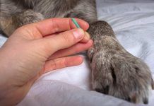 Terapias naturales en animales: creciente demanda, ¿son realmente eficaces? Terapias naturales en animales