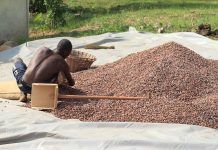 Què hi ha darrere del cacau instantani o rajola de xocolata? Què hi ha darrere del cacau instantani o rajola de xocolata?