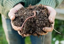 El necesario proceso detox de nuestros suelos de cultivo El necesario proceso detox de nuestros suelos de cultivo
