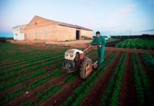 Agroecología local y de temporada en Valencia en tiempos de crisis: el ejemplo de Saifresc Agroecología local y de temporada en Valencia en tiempos de crisis: el ejemplo de Saifresc