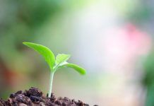 Unió Europea: el 25% de l’agricultura haurà de ser ecològica el 2030 Unió Europea: 25% de l'agricultura a la UE ha de ser ecològica el 2030
