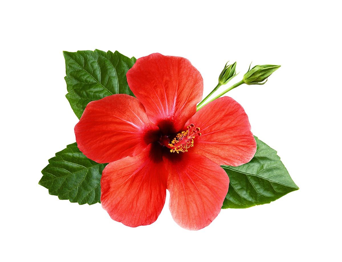 La-Yemoterapia