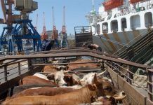 Reflexión sobre la exportación de animales vivos a oriente próximo Reflexión sobre la exportación de animales vivos a oriente próximo