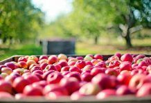 The ups and downs of international organic trade: how is this possible? The ups and downs of international organic trade: how is this possible?