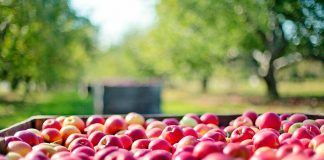 Parliament’s vote on Green Claims Directive: IFOAM Organics Europe welcomes efforts to curb greenwashing Los altibajos del comercio ecológico internacional: ¿cómo son posibles?