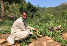 Muhammad Riaz: ¿Por qué el compost es mi Oro? Muhammad Riaz: ¿Por qué el compost es mi Oro?