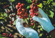 La primera Rueda de Negocios Virtual de productos eco de Ecuador en Europa se celebra en octubre La primera Rueda de Negocios Virtual de productos eco de Ecuador en Europa se celebra en octubre