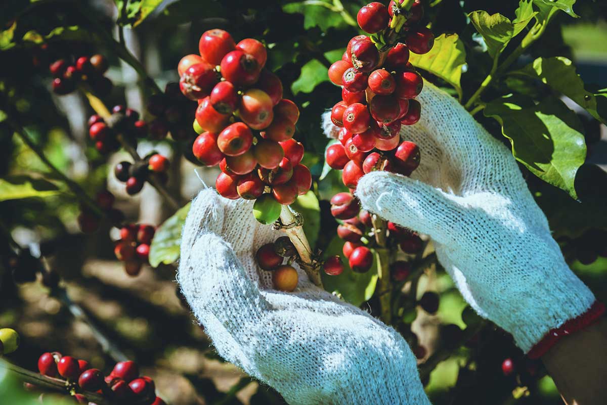 Rueda de Negocios Virtual Ecuador Europa
